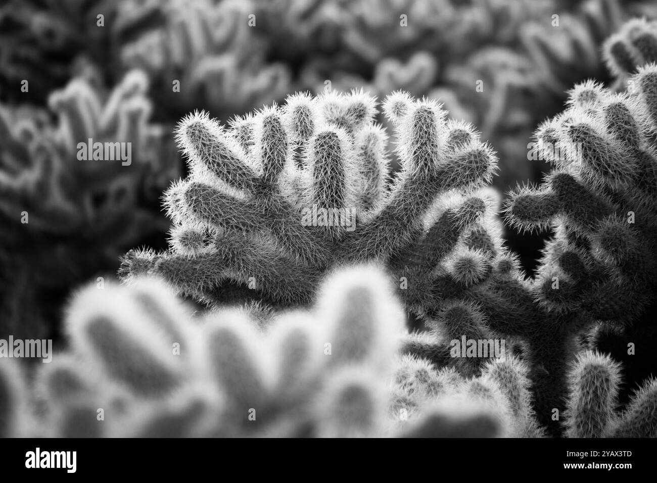 Floraison de la corolle cactus dans le parc national de la Vallée de la mort, Californie, États-Unis Banque D'Images