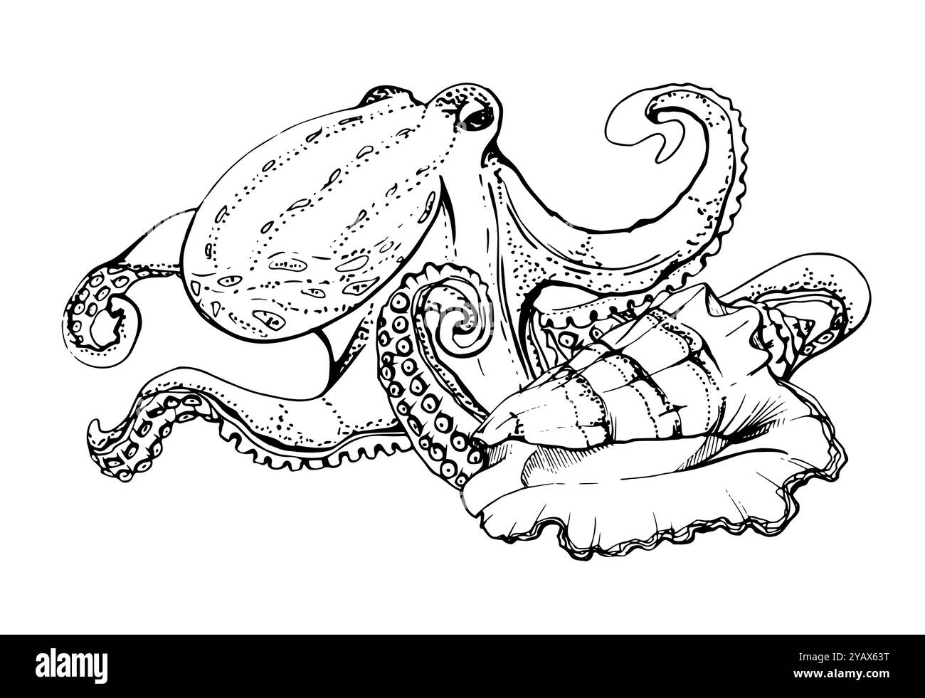 Octopus tenant coquille vie marine, océan sous-marin créatures animal, encre et stylo dessin à la main. Illustration de composition, stylisée isolée Illustration de Vecteur