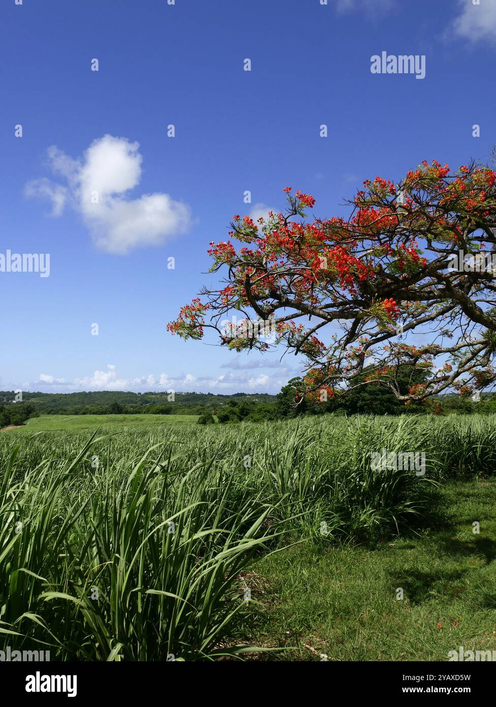 floraison de l'arbre royal poinciana ou delonix regia et plantation de canne à sucre, paysage des caraïbes en été Banque D'Images