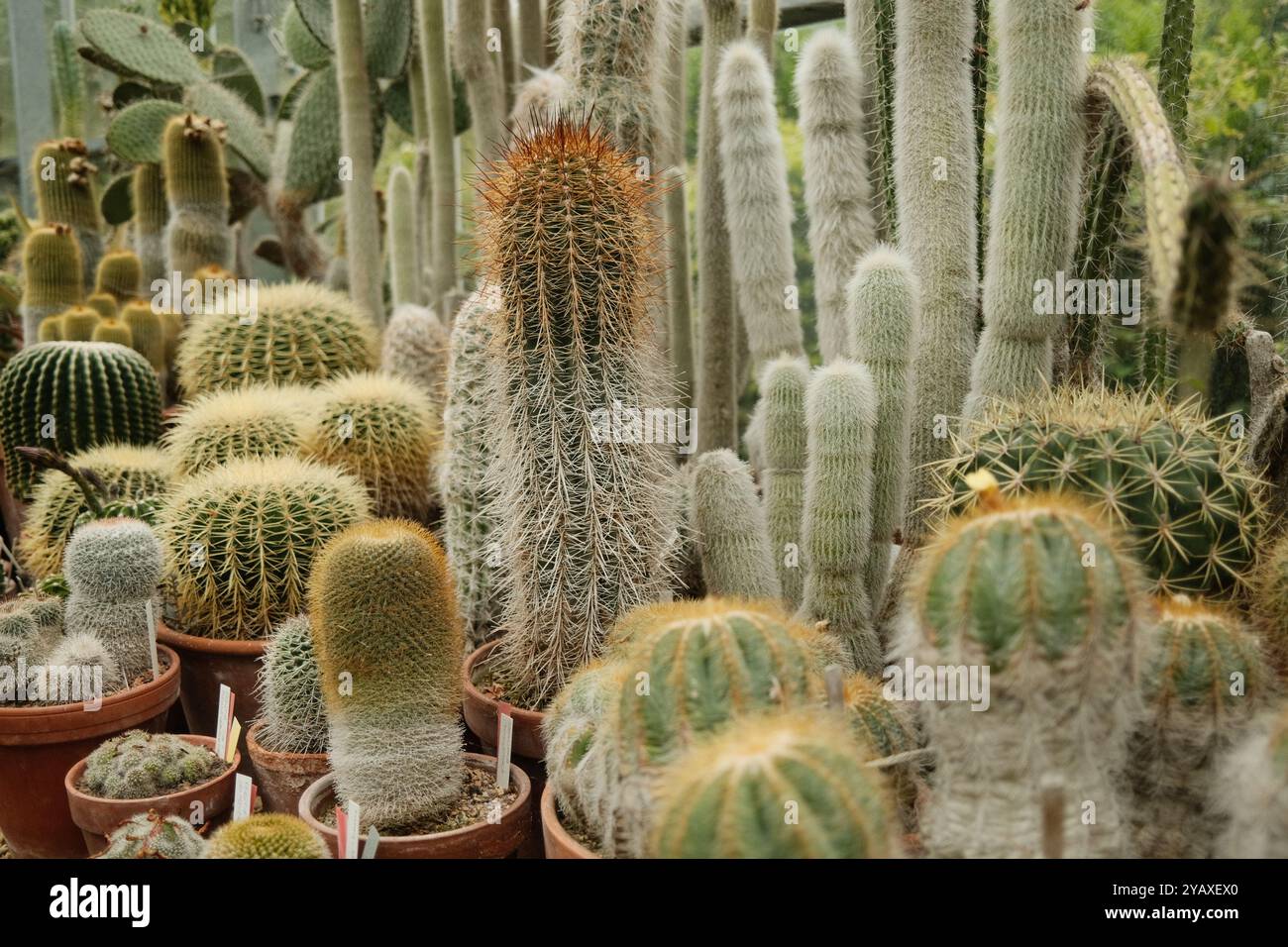 Collection de cactus aux jardins botaniques de l'Université de Bristol. Plantes de cactus en pot Banque D'Images