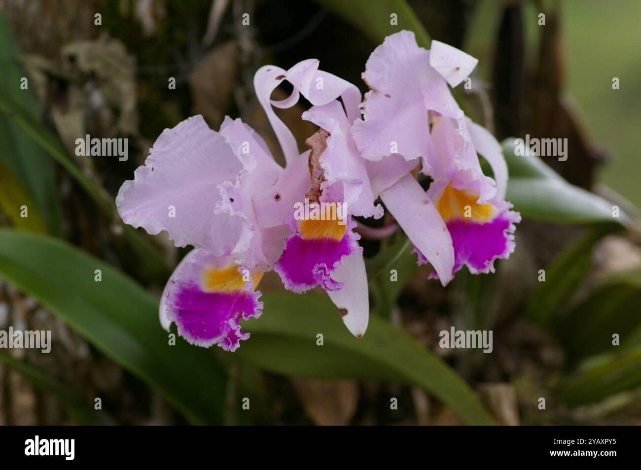 Orchidée de Noël (Cattleya trianae) Plantae Banque D'Images