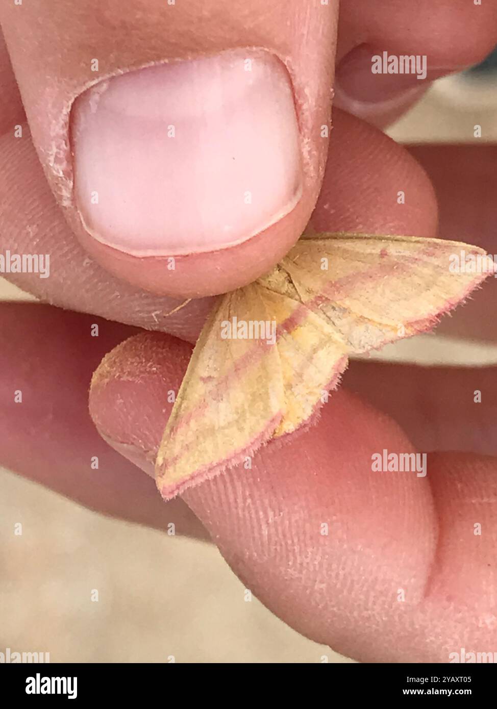 Chiches Geometer Moth (Haematopis grataria) Insecta Banque D'Images