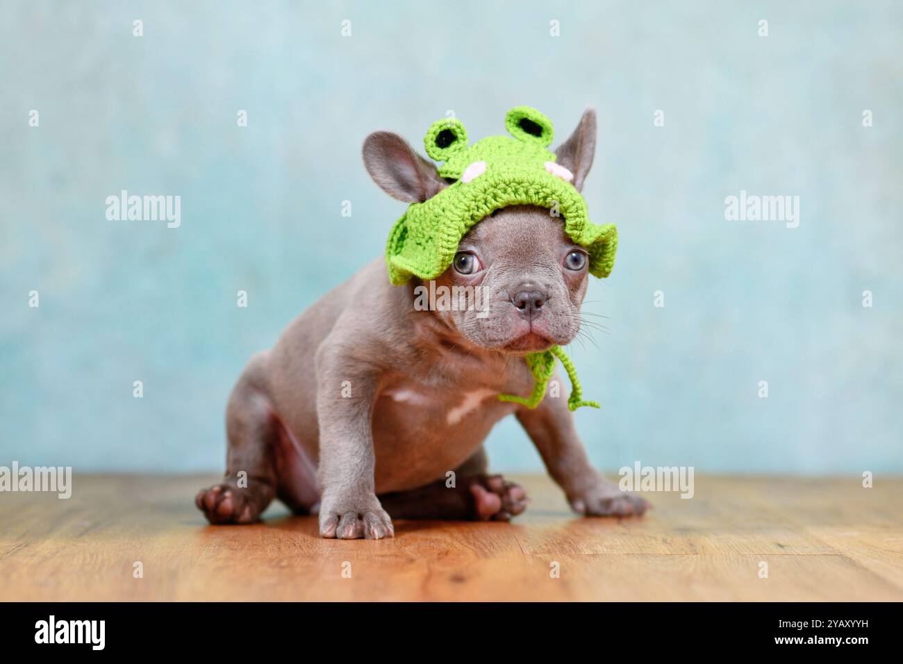 Drôle jeune lilas Brindle chiot chien bouledogue français avec chapeau de grenouille tricoté assis devant un fond de studio bleu Banque D'Images