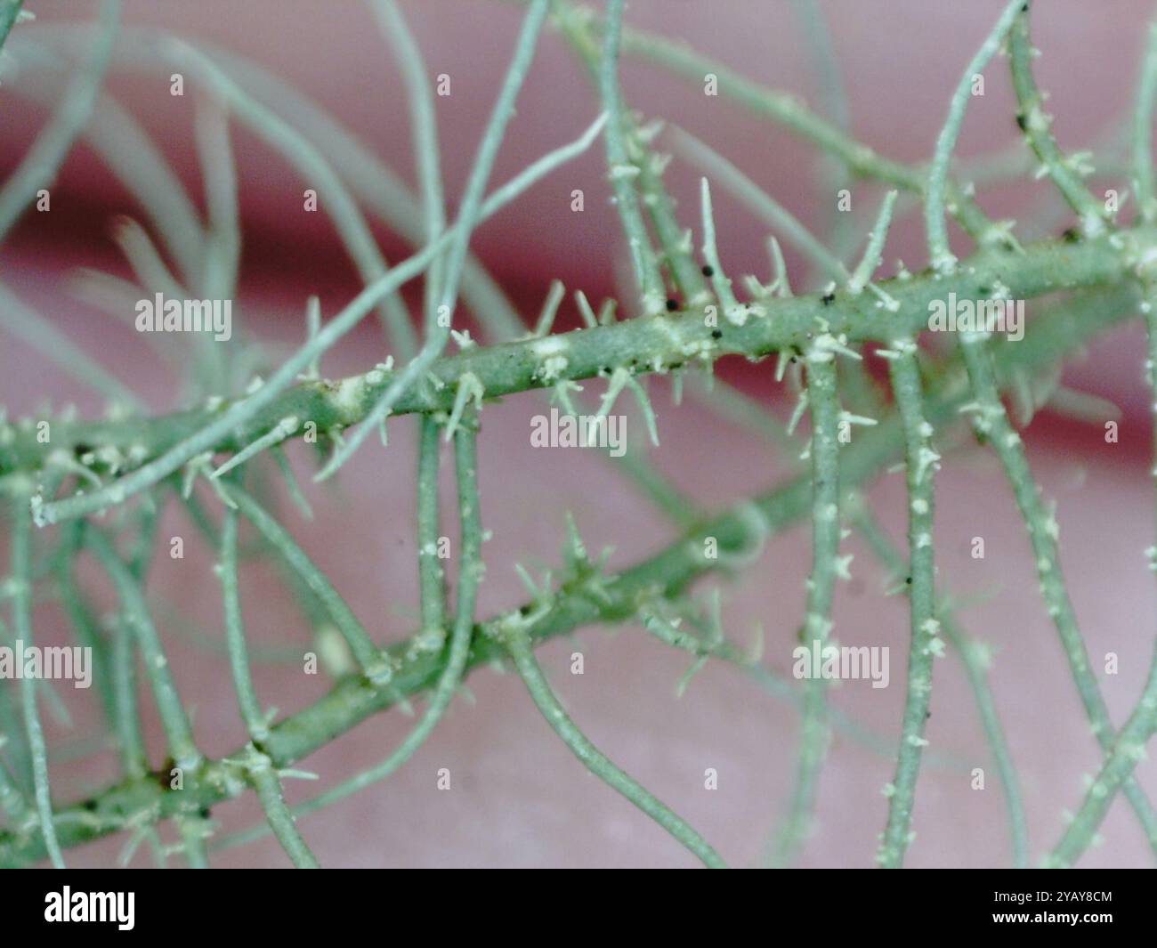 Lichen à barbe en os de poisson (Usnea dasopoga) champignons Banque D'Images