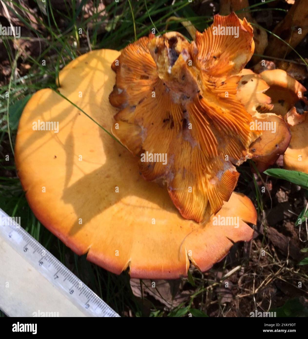 Champignons jack-o'-lanterne d'Amérique de l'est (Omphalotus illudens) Banque D'Images