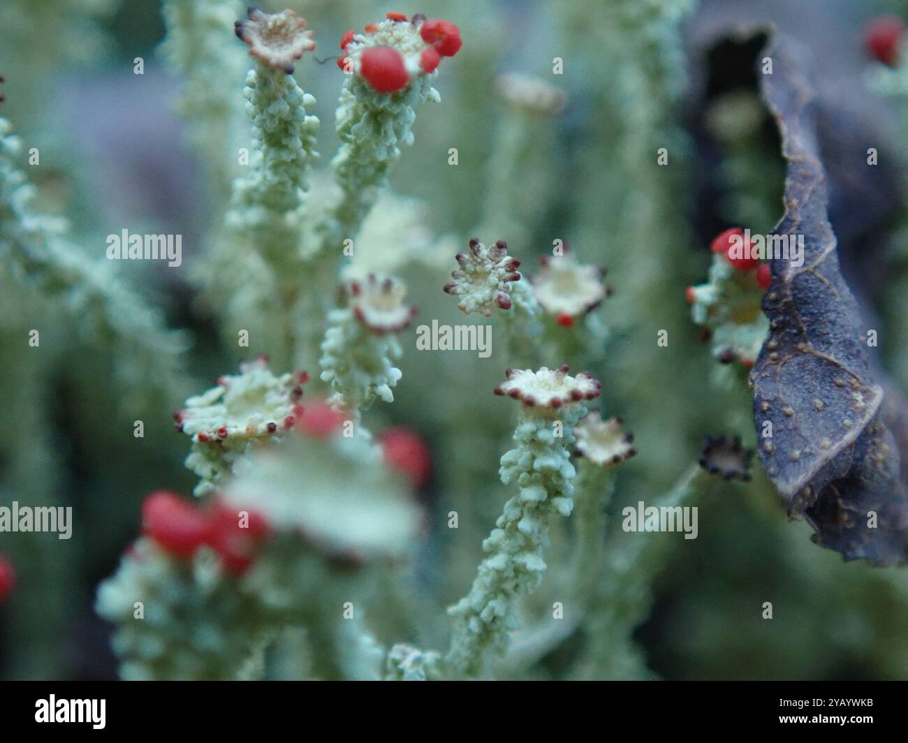 Soldats jouets (Cladonia bellidiflora) champignons Banque D'Images
