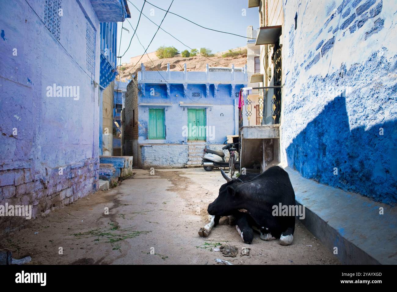 L'Inde, Rajasthan, Jodhpur, vieille ville, vache Banque D'Images