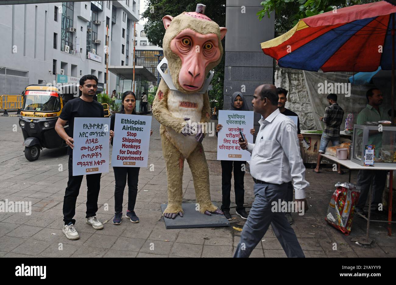 Mumbai, Inde. 16 octobre 2024. Des membres de People for the Ethical Treatment of Animals (PETA) tenant des pancartes se tiennent à côté d’un mannequin de singe géant blessé et tourmenté pour sensibiliser et exhorter les compagnies aériennes éthiopiennes à cesser de transporter des macaques à longue queue menacés pour les utiliser dans des expériences devant le bureau de la compagnie aérienne à Mumbai. Crédit : SOPA images Limited/Alamy Live News Banque D'Images