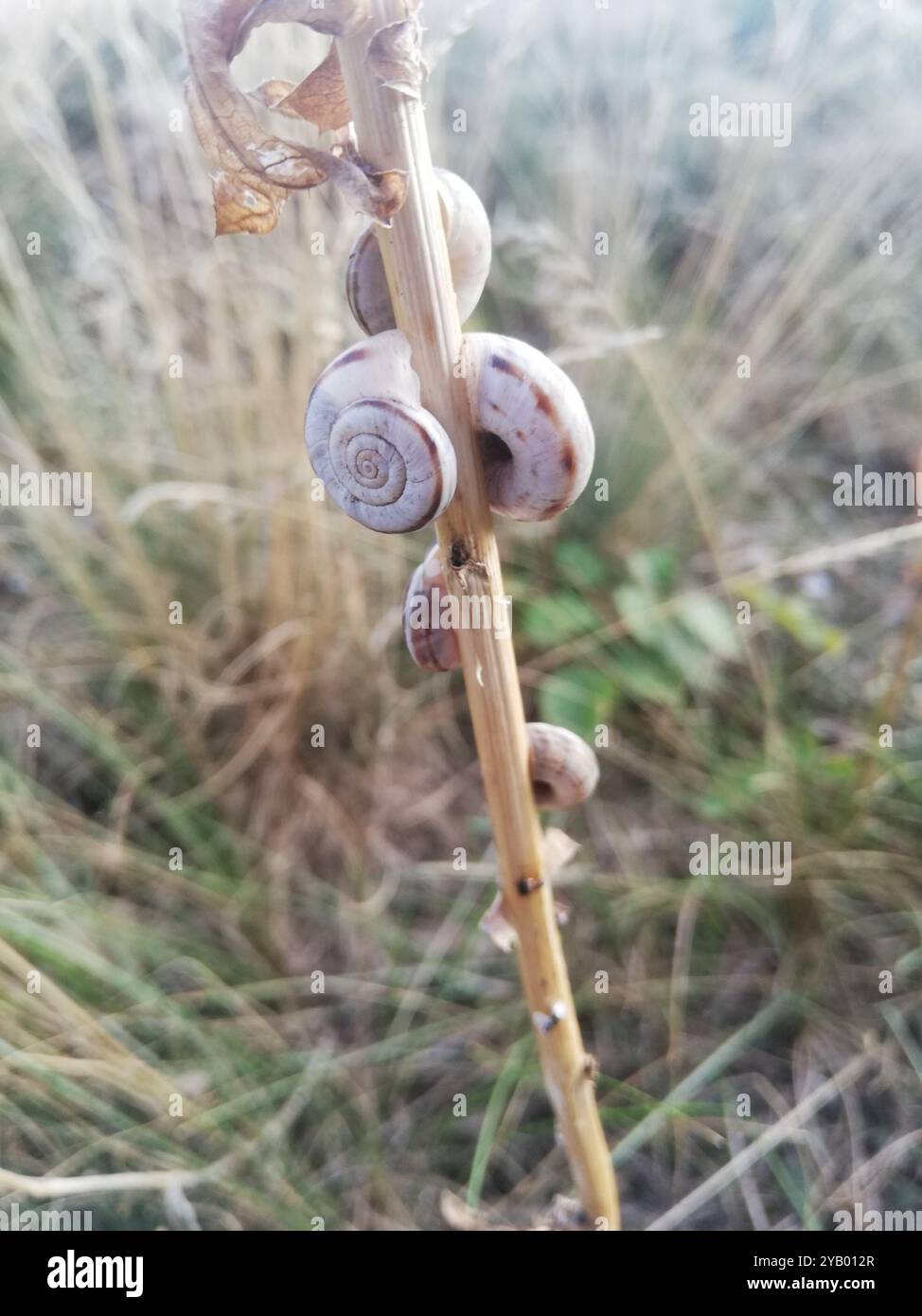 Escargot de la lande orientale (Xerolenta obvia) Mollusca Banque D'Images