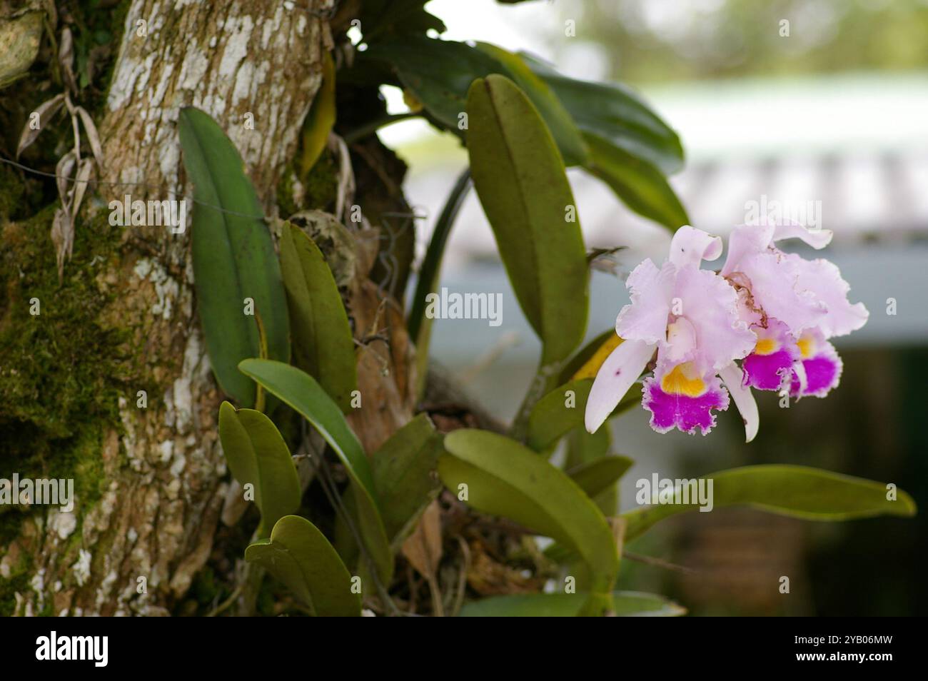 Orchidée de Noël (Cattleya trianae) Plantae Banque D'Images