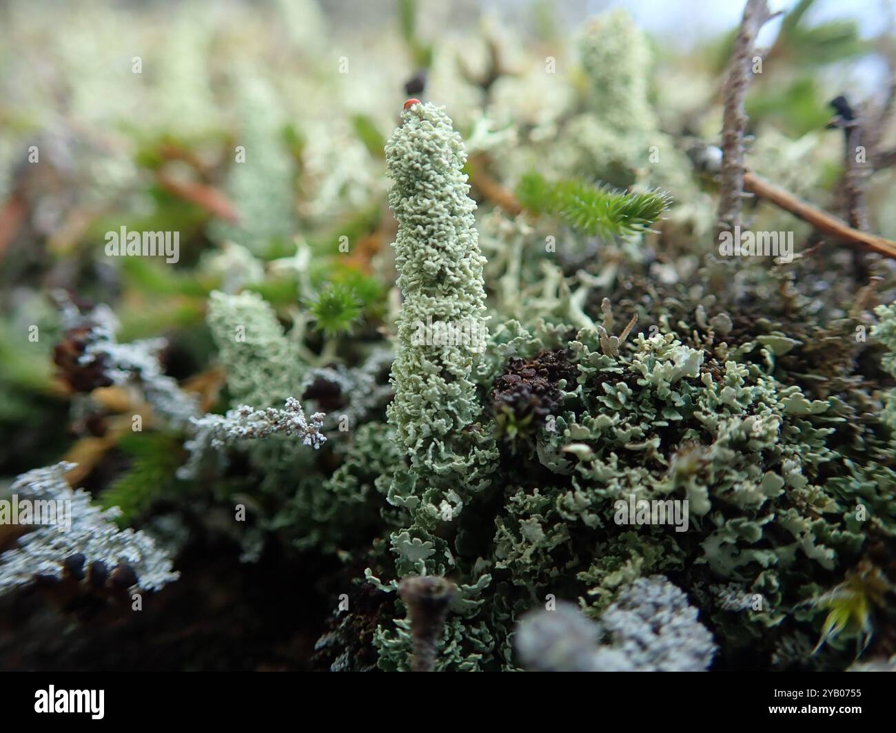 Soldats jouets (Cladonia bellidiflora) champignons Banque D'Images