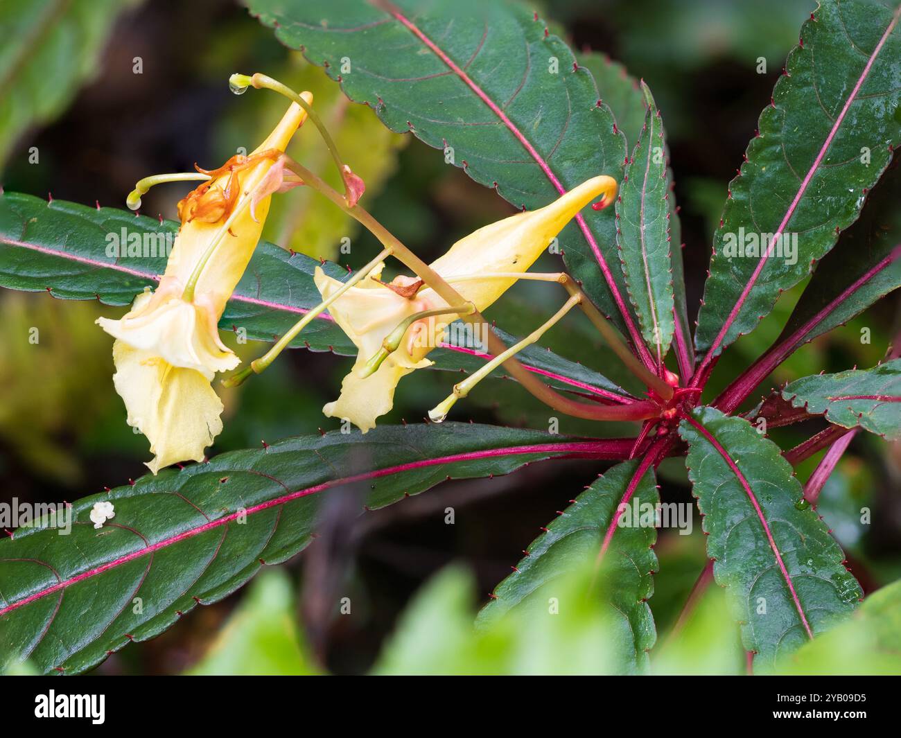Feuillage veiné rouge et fleurs d'automne jaunes de la vivacité robuste Impatiens omeiana 'Pink nerves' Banque D'Images
