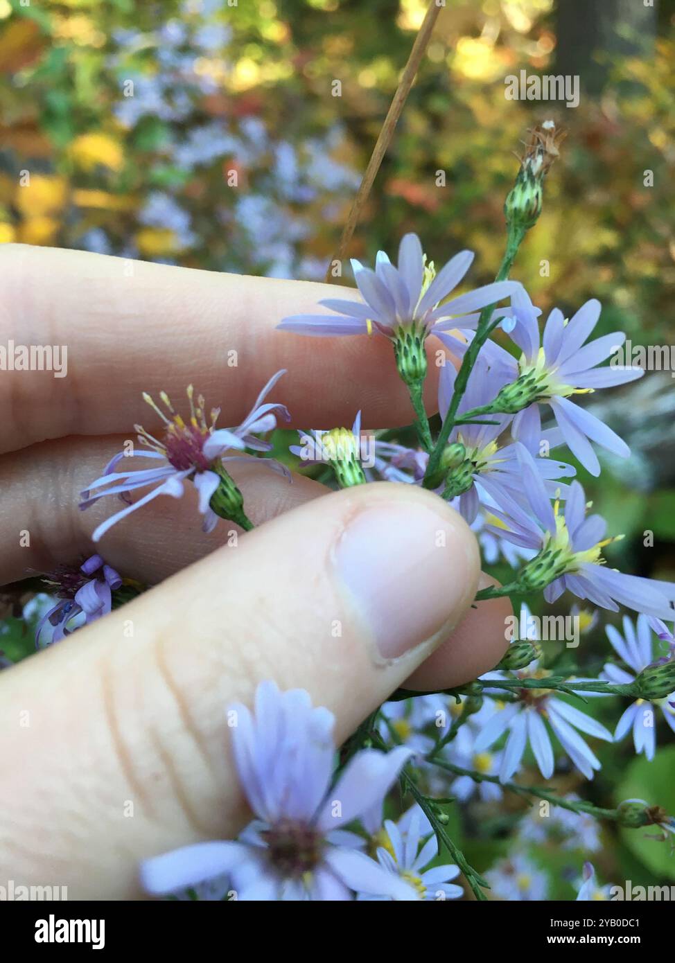 Aster de Lindley (Symphyotrichum ciliolatum) Plantae Banque D'Images