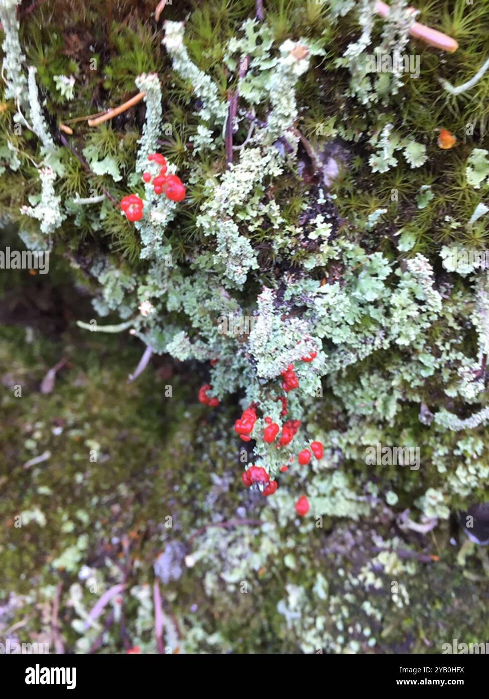 Soldats jouets (Cladonia bellidiflora) champignons Banque D'Images
