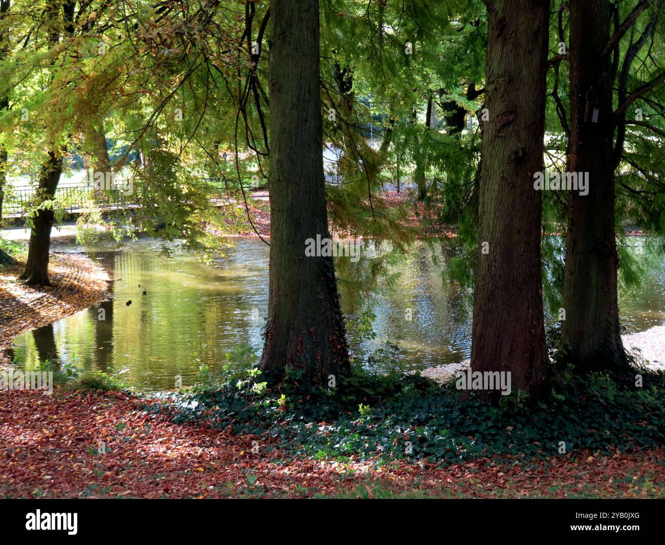 ...Die stattlichen Drei - Sumpfzypressen am See Sumpfzypressen am See *** les majestueux trois cyprès chauves près du lac cyprès chauve près du lac Banque D'Images