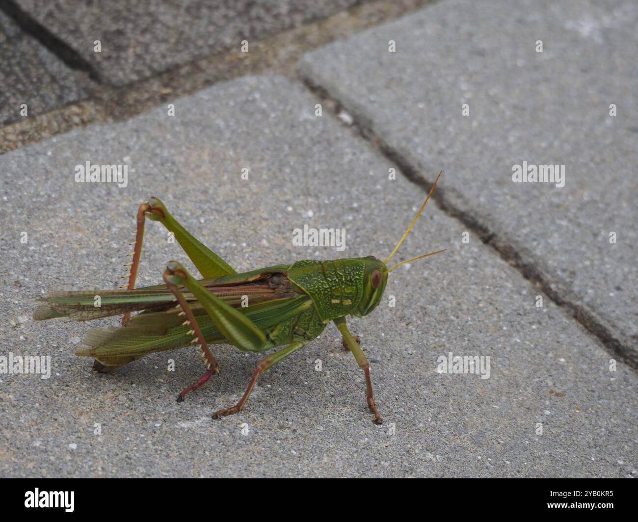 Grande insecte de sauterelle verte (Chondracris rosea) Banque D'Images