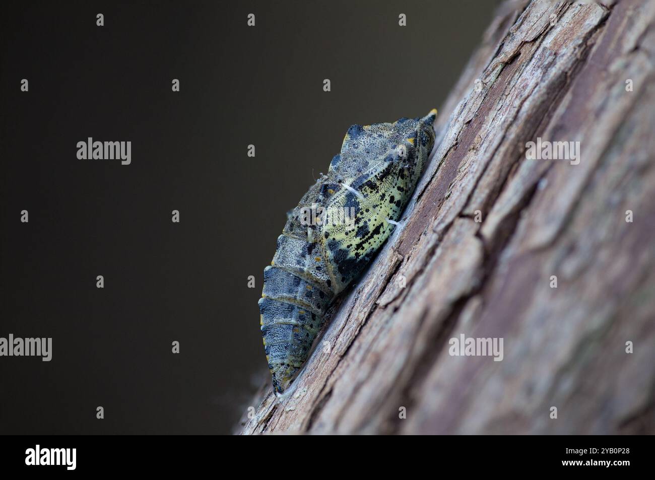 Grande pupe de papillon blanc un jour avant son émergence - Pieris brassicae Banque D'Images