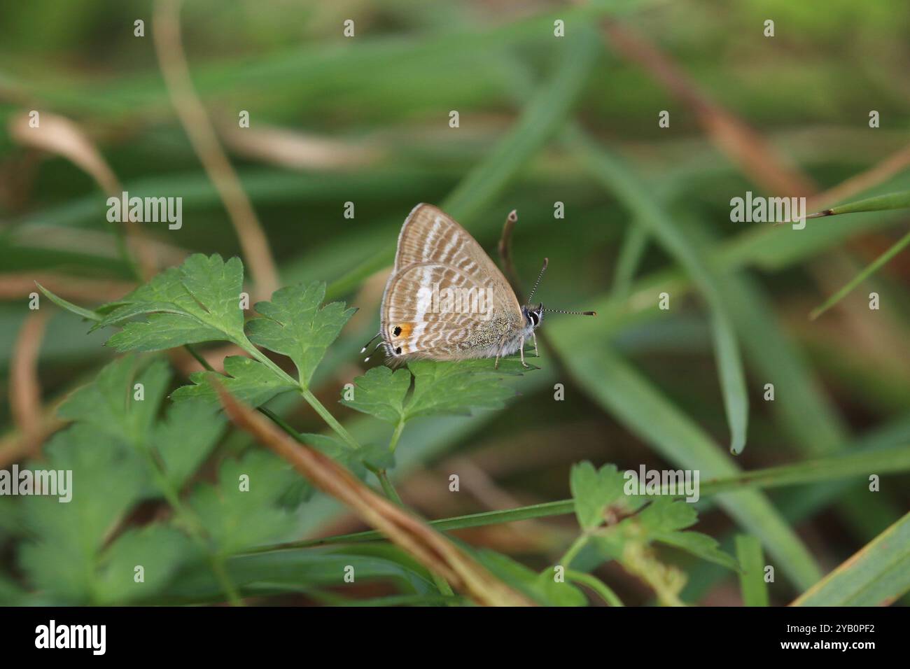 Papillon bleu à longue queue ou bleu pois - Lampides boeticus Banque D'Images