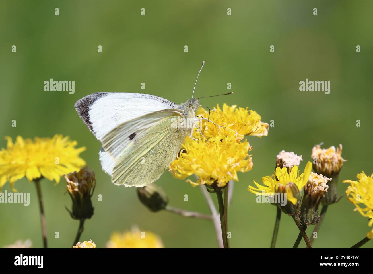 Mâle grand papillon blanc - Pieris brassicae Banque D'Images