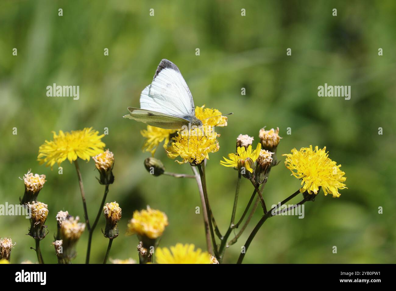 Mâle grand papillon blanc - Pieris brassicae Banque D'Images