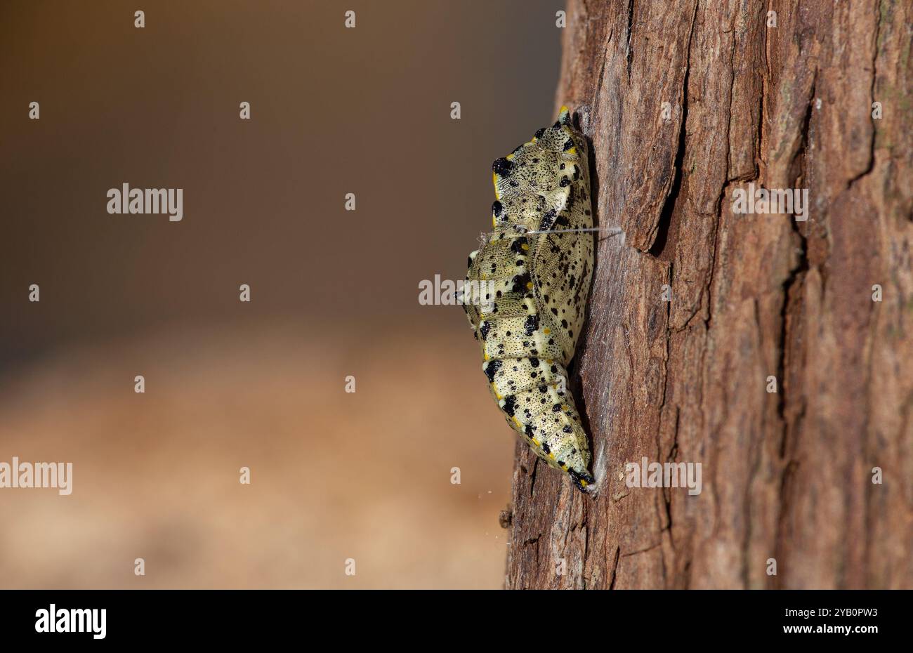 Grande pupe papillon blanc - Pieris brassicae Banque D'Images