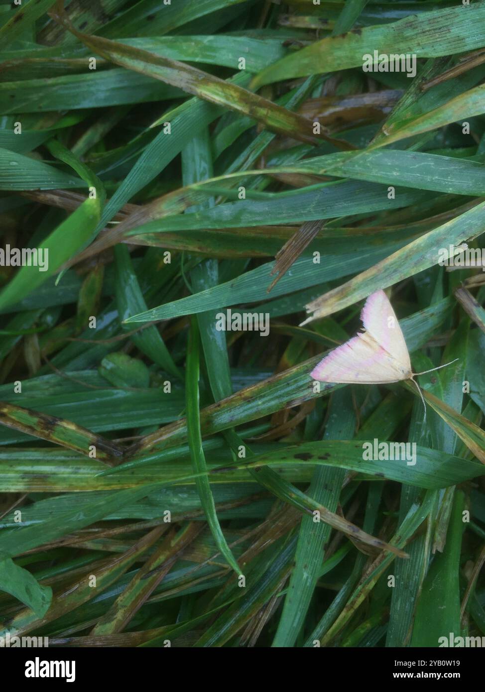 Chiches Geometer Moth (Haematopis grataria) Insecta Banque D'Images