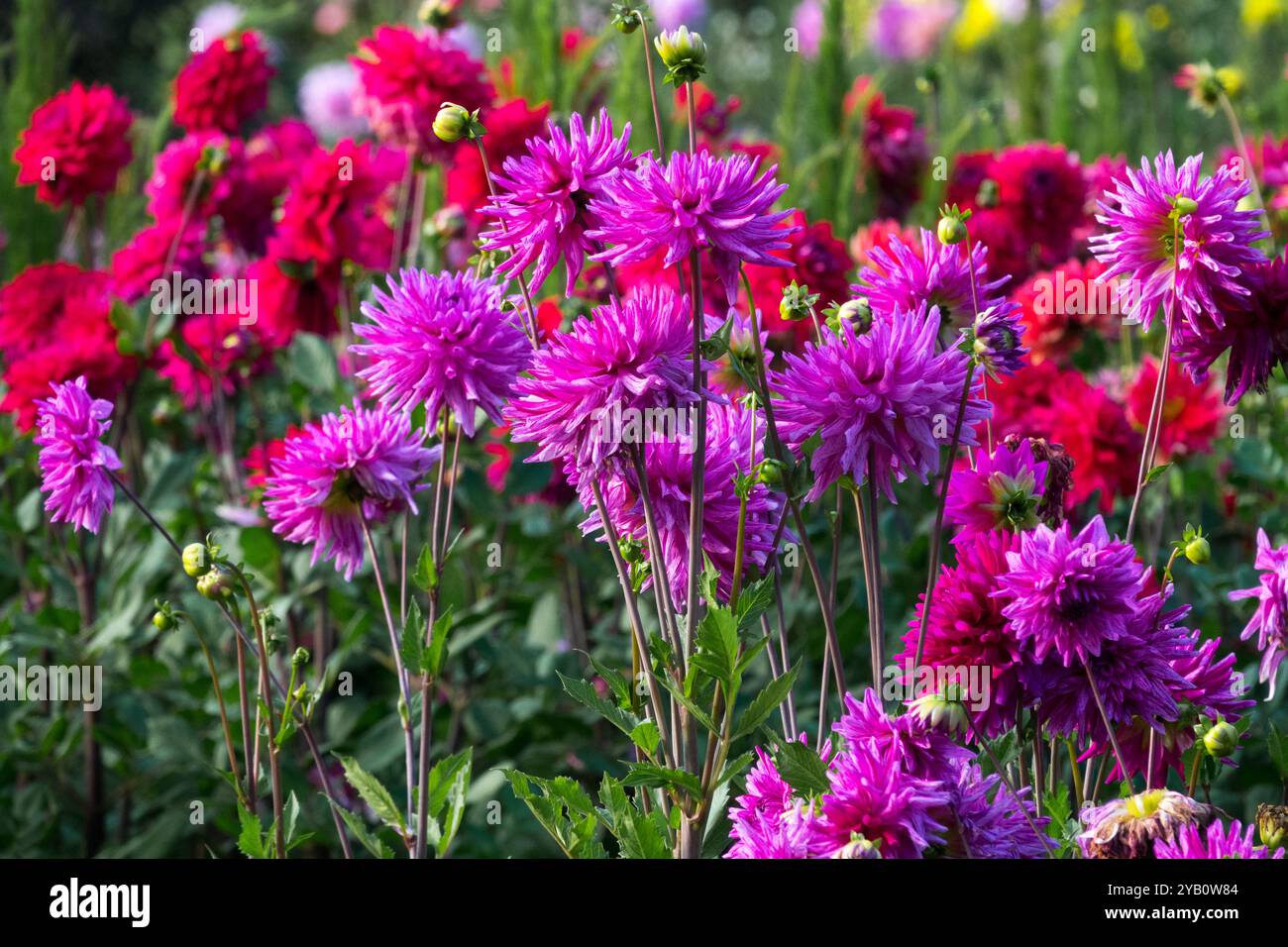Jardin Dahlias Flower Bed Rouge Violet Banque D'Images