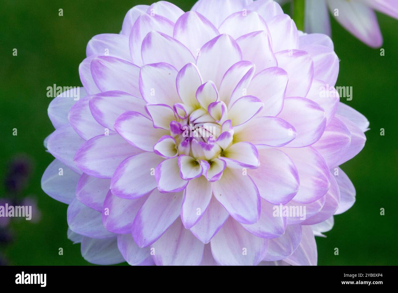 Dahlia décoratif 'Jacqueline' White Lila Dahlia fleur Banque D'Images