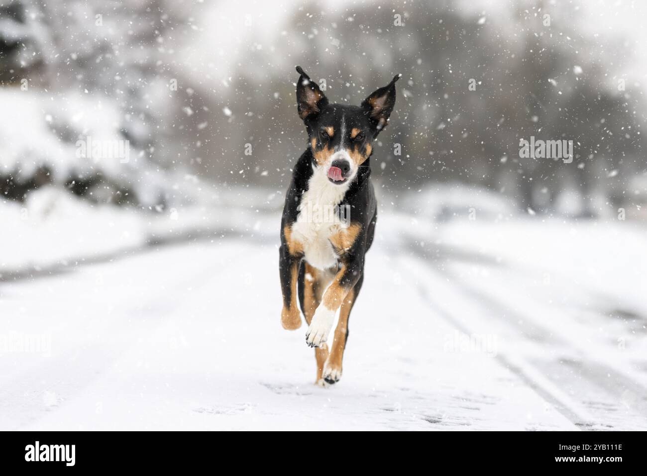 Chien courant dans la neige Banque D'Images