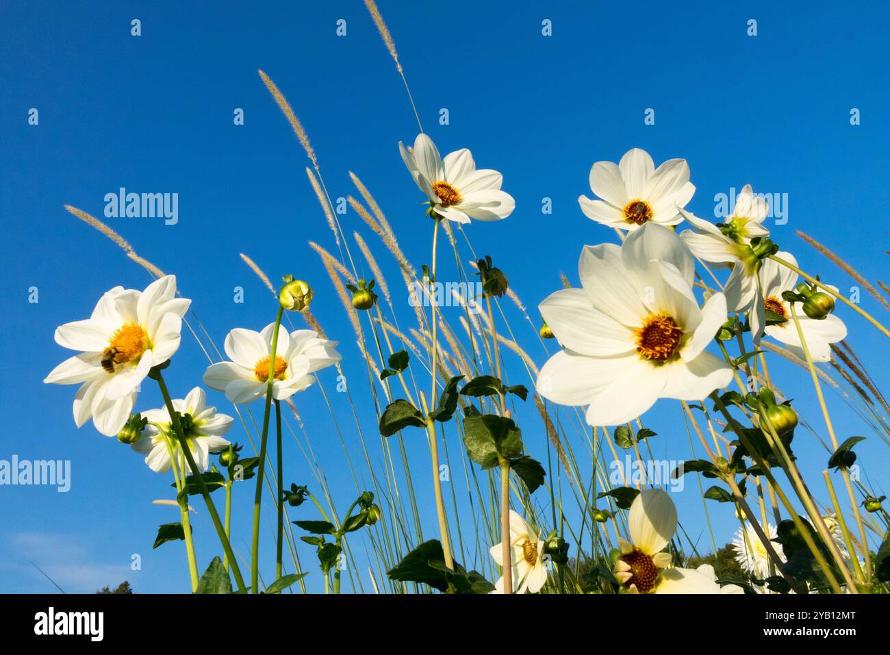 Garden White Dahlia 'Atlantis' fin d'été début de saison d'automne septembre Banque D'Images