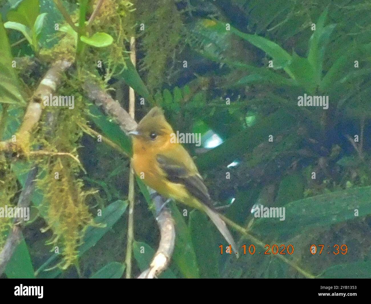 Flycatcher touffeté (Mitrephanes phaeocercus) Aves Banque D'Images