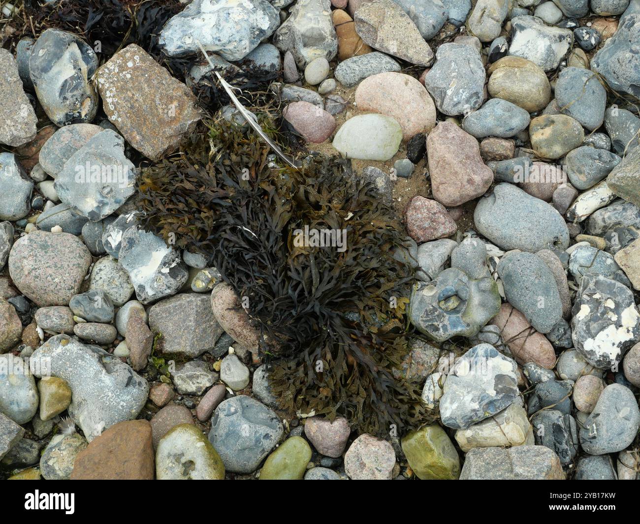 Le bladderwrack séché et les algues marines sur la plage, fascinants ...