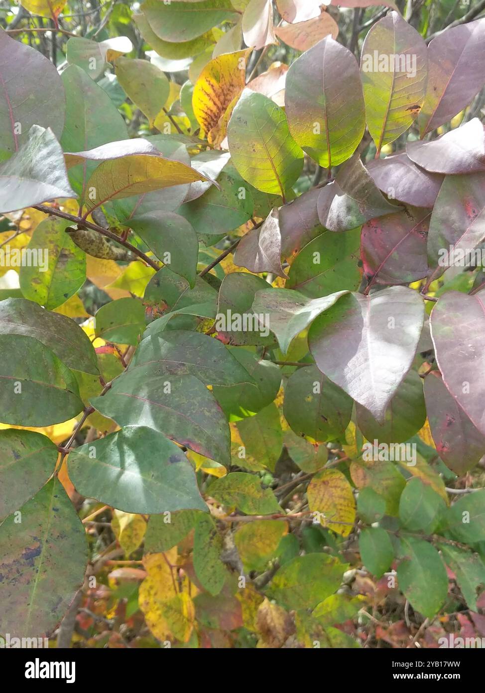 Poison sumac (Toxicodendron vernix) Plantae Banque D'Images