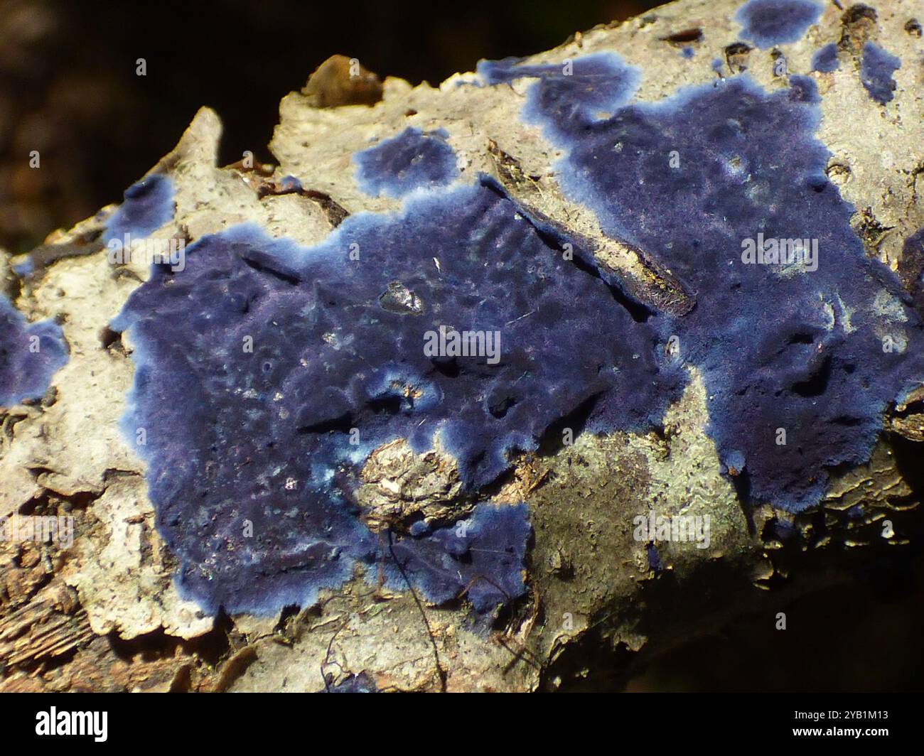 Champignons de la croûte de cobalt (Terana coerulea) Banque D'Images