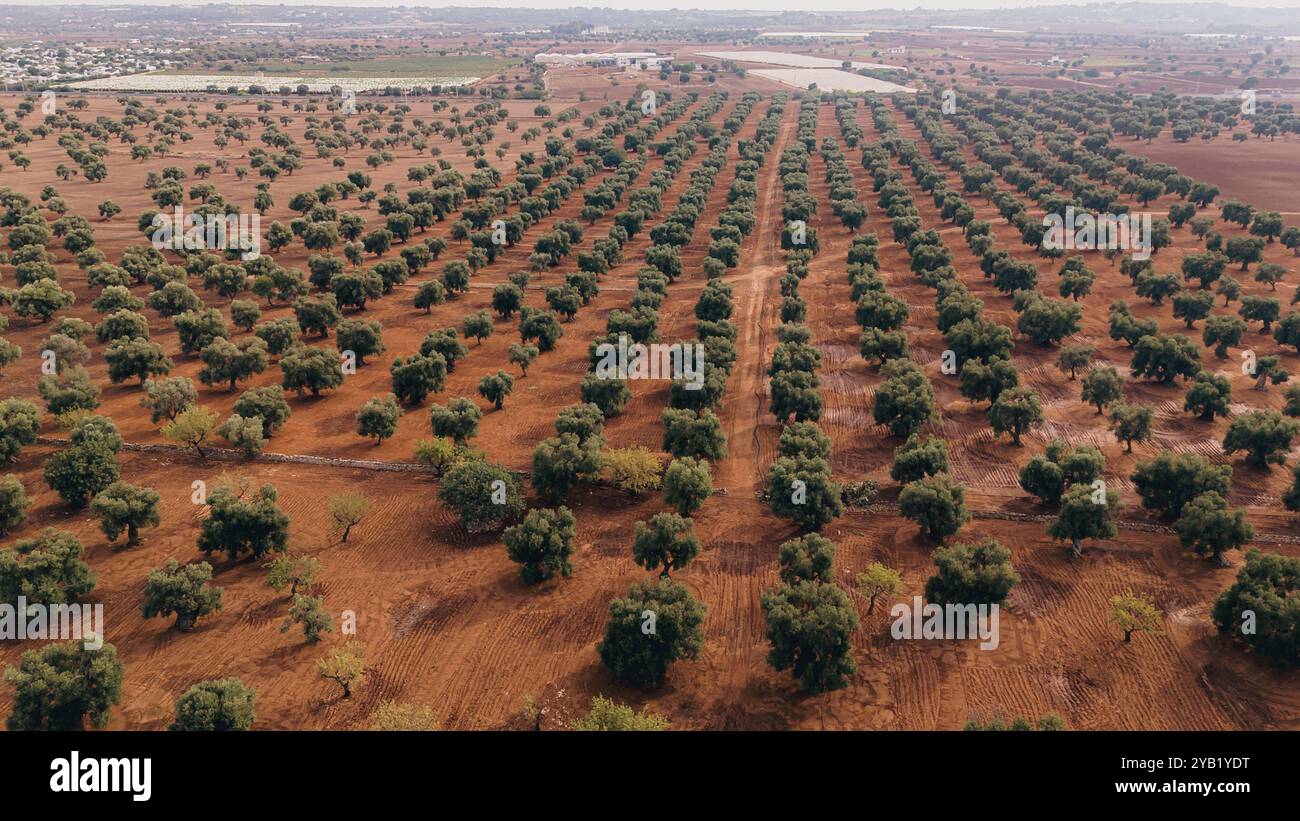 Superbe photo aérienne d'une vaste plantation d'oliviers au coucher du soleil dans les Pouilles, capturant de jolies rangées d'arbres et des chemins de terre. La lumière dorée améliore Banque D'Images