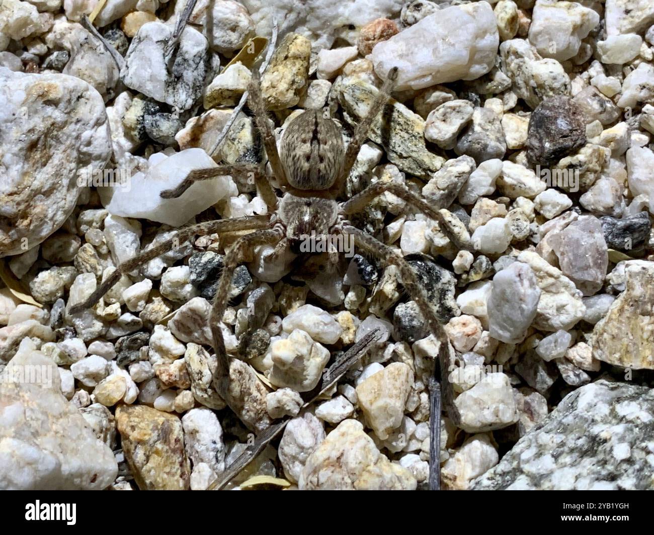 Araignée de crabe géante (Olios giganteus) Arachnida Banque D'Images