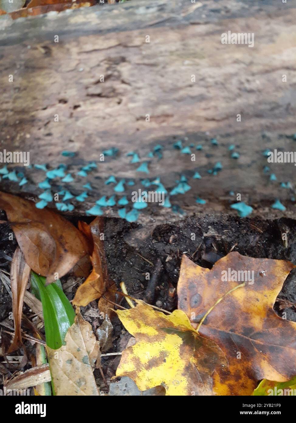 Champignons Green Wood Cup (Chlorociboria aeruginascens) Banque D'Images