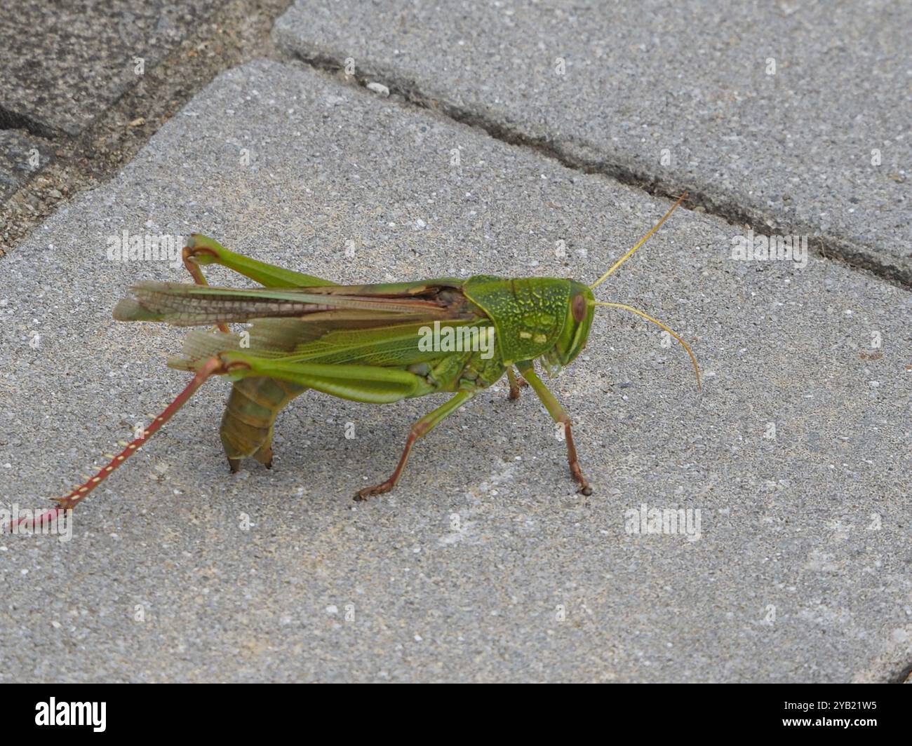 Grande insecte de sauterelle verte (Chondracris rosea) Banque D'Images