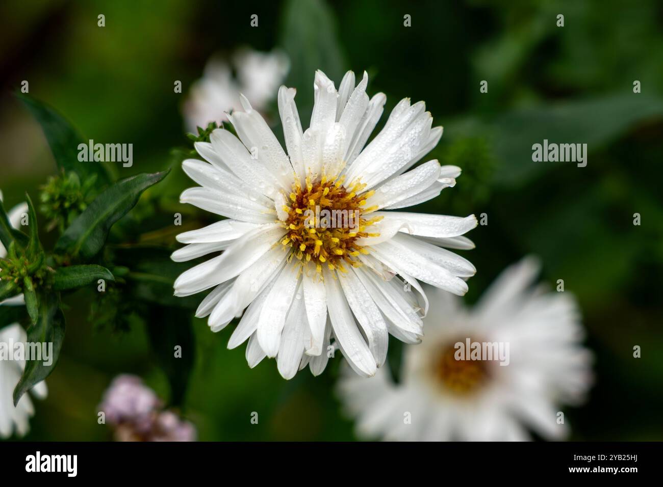 Symphyotrichum aster novi belgii 'White Ladies' une plante herbacée de fleurs vivaces d'été d'automne avec une fleur blanche d'été communément appelée Mi Banque D'Images