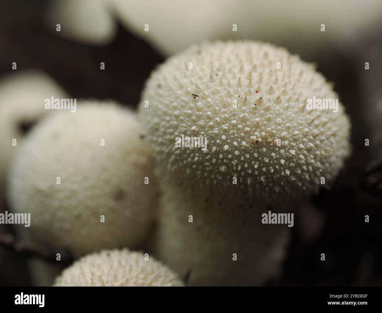 Plan macro de champignons puffball, mettant en valeur leur surface texturée et leurs formes sphériques sur le sol de la forêt Banque D'Images