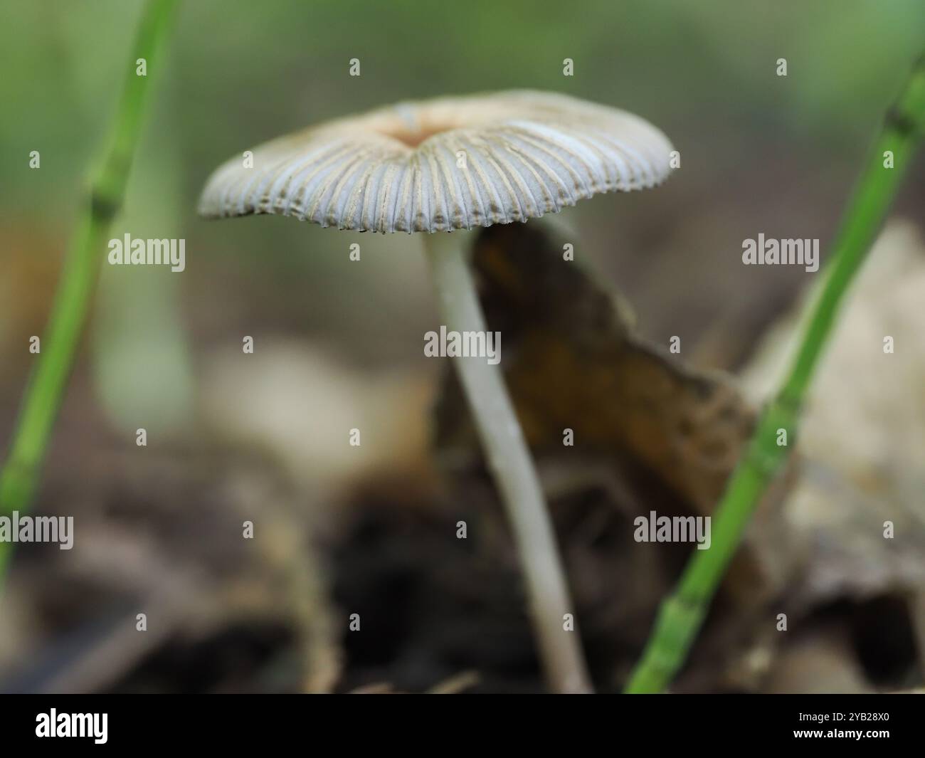 Photo macro d'un champignon sauvage, mettant en valeur ses branchies délicates et ses tons terreux dans un cadre forestier Banque D'Images