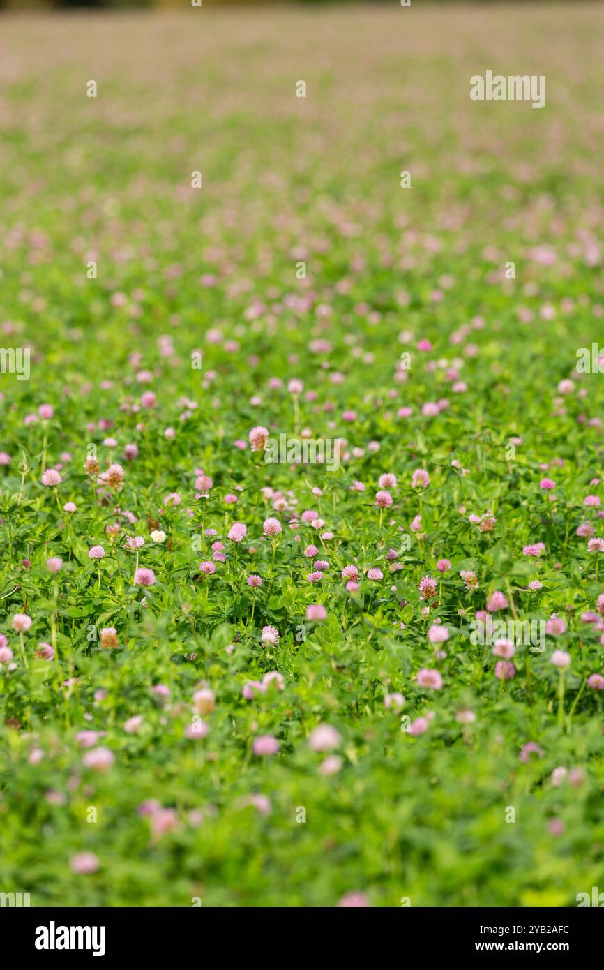 Le trèfle rouge (Trifolium pratense) Banque D'Images