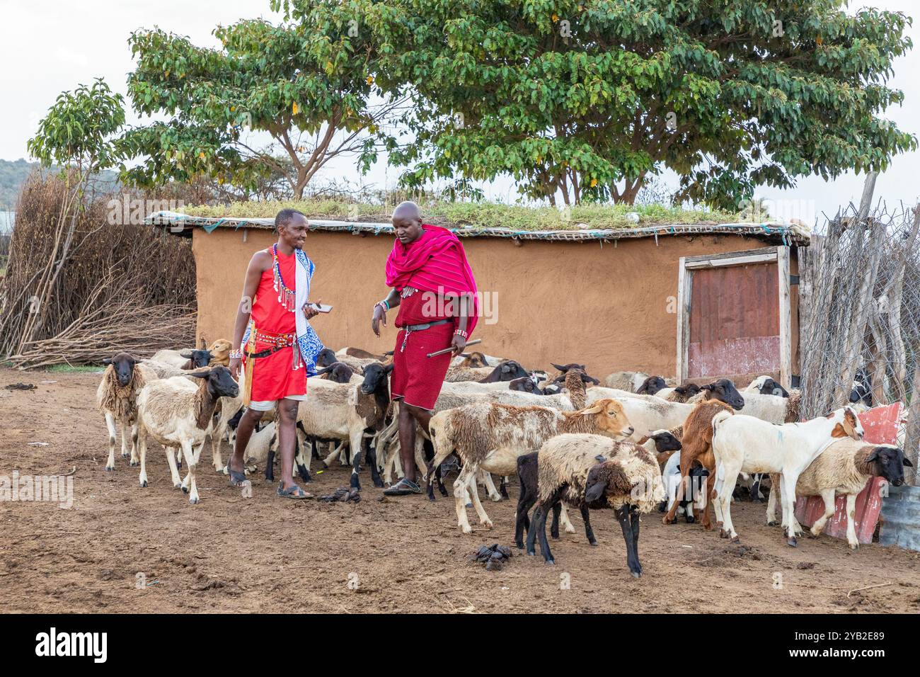 Bergers de la tribu Masai, élevant leurs chèvres dans l'enceinte du village, Masai, Kenya, Afrique. Banque D'Images