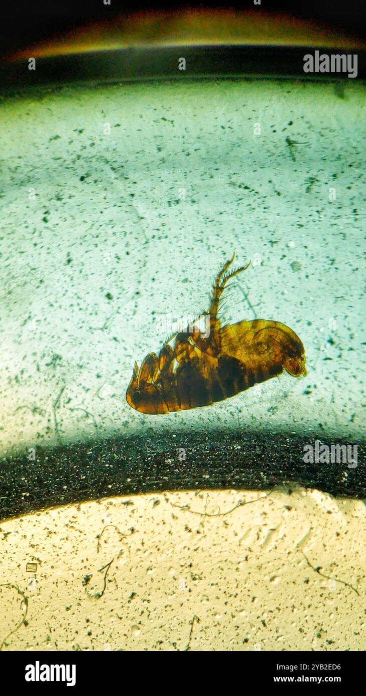 Chat Flea (Ctenocephalides felis) insecte Banque D'Images