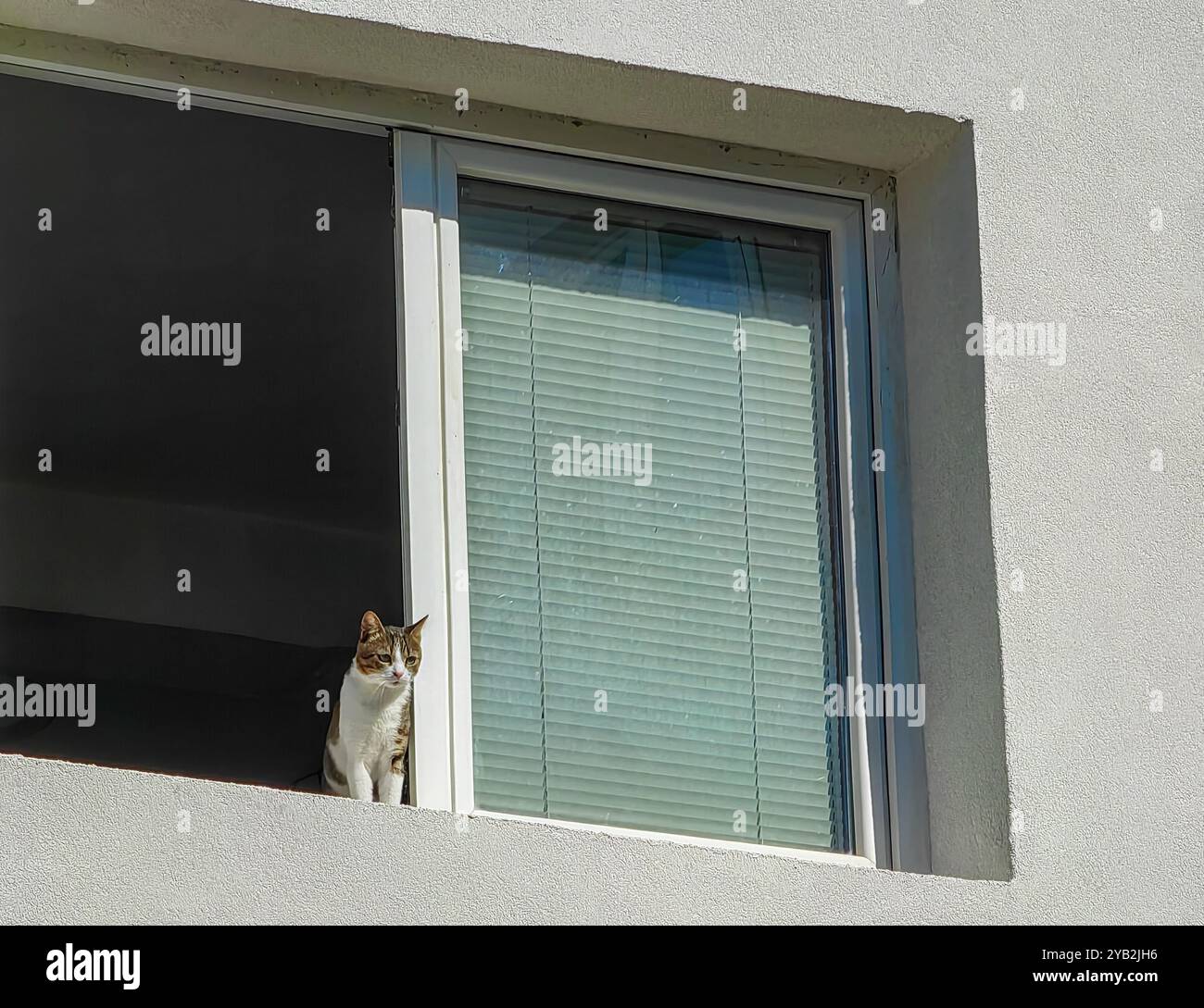 Kitty Cat à la fenêtre : y a-t-il des amis dehors? Banque D'Images