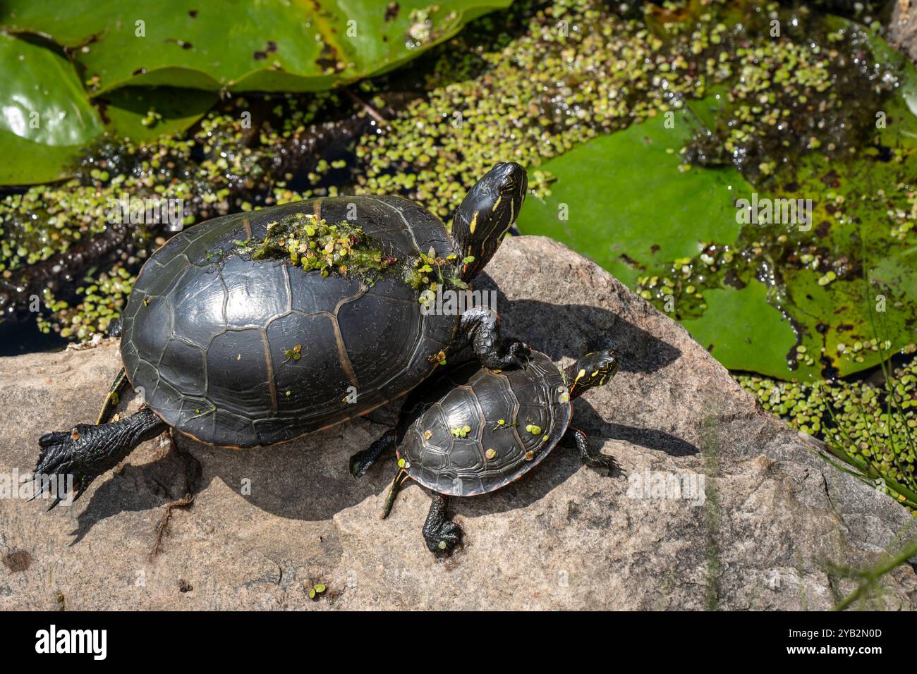 Tortues peintes bronzer sur un rocher près d'un étang par une chaude journée d'été. Banque D'Images