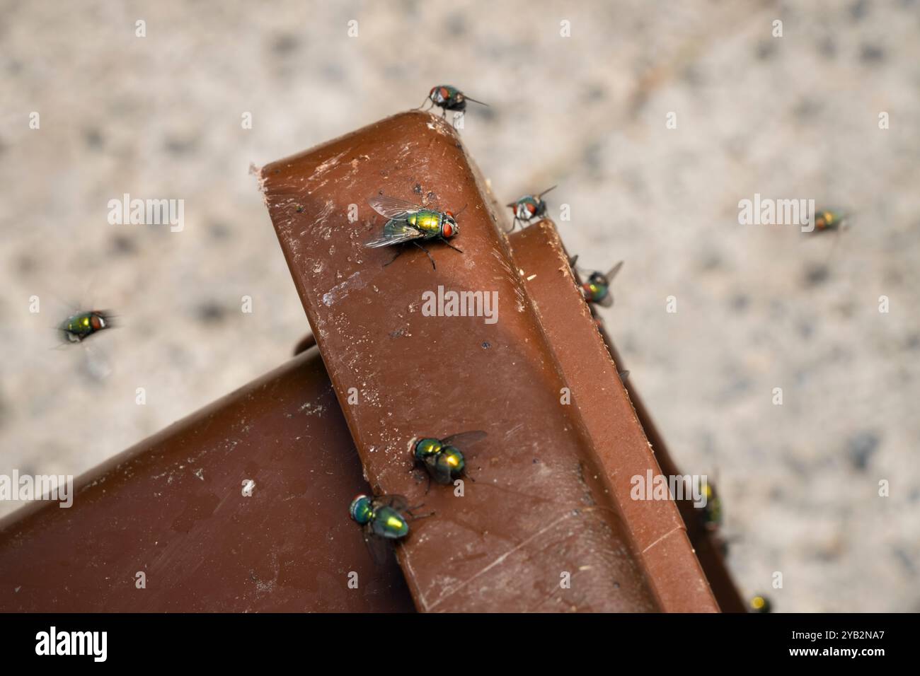 Bac à compost infesté par les mouches vertes de bouteille. Banque D'Images