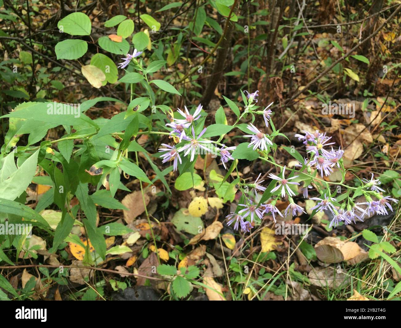 Aster de Lindley (Symphyotrichum ciliolatum) Plantae Banque D'Images