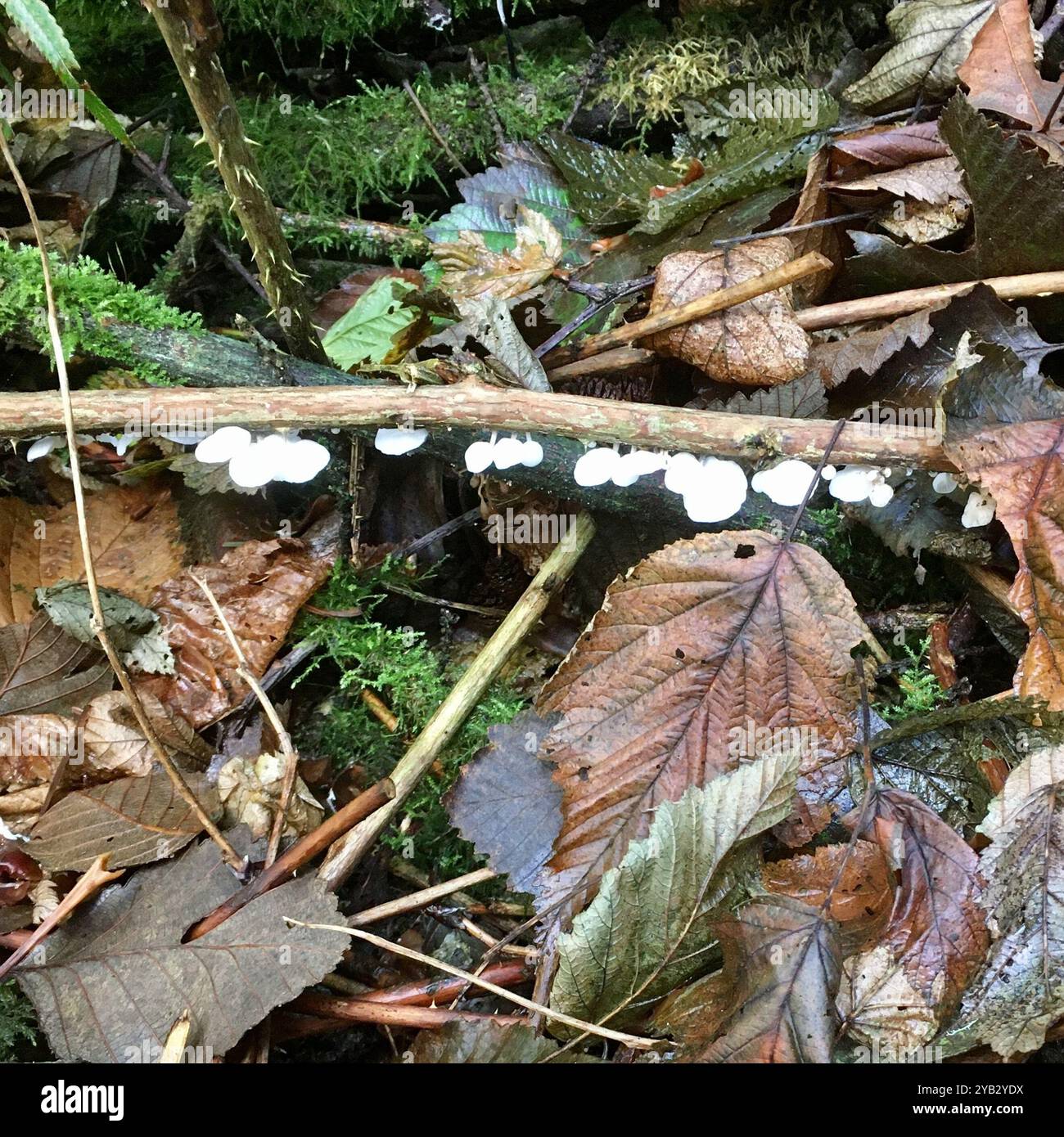 Champignons parachutes de fées (Marasmiellus candidus) Banque D'Images