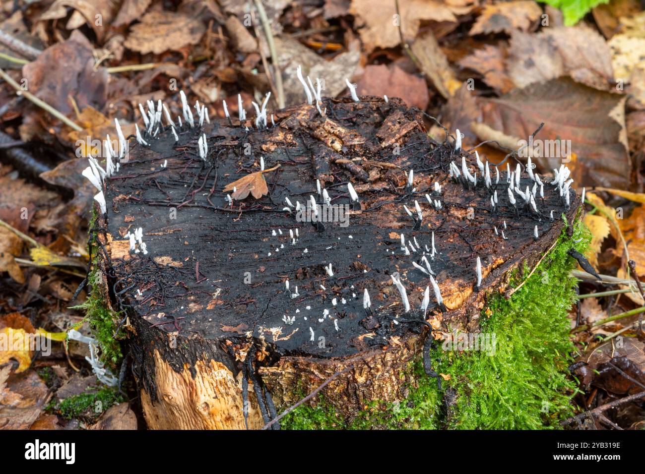 Champignons Candlesnuff (Xylaria hypoxylon) poussant sur une souche d'arbre pendant l'automne, Angleterre, Royaume-Uni Banque D'Images
